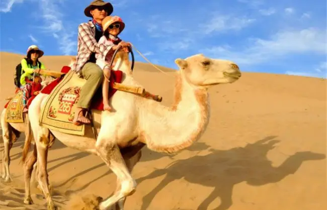 Shapotou Camel Ride Ningxia
