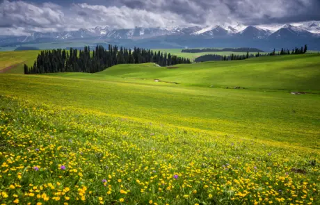 Visit Kalajun grassland on Northern Xinjiang tours