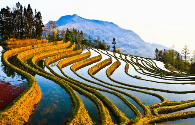 Yunnan Yuanyang Rice Terraces